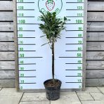 Vavrínovec lekársky (Prunus laurocerasus) ´ETNA´® - výška 90-100 cm, kont. C7,5L (-23°C) NA KMIENKU